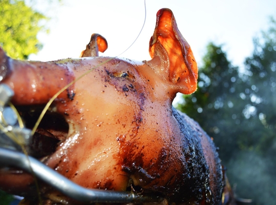 Varken aan het spit