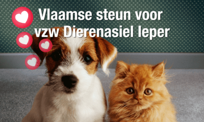 Extra steun vzw Dierenasiel Ieper